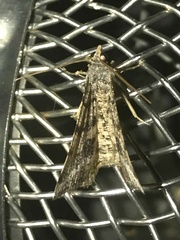 Frederickia s-signata