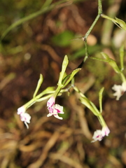 Epidendrum piliferum