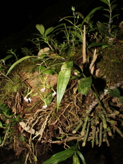 Epidendrum piliferum