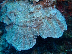 Montipora