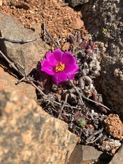 Portulaca philippii