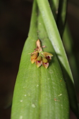 Acianthera sicaria