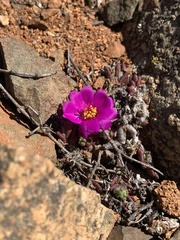 Portulaca philippii