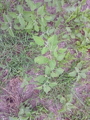 Physalis cinerascens
