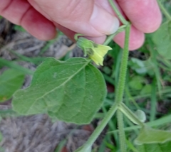 Physalis cinerascens
