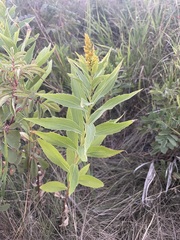 Solidago lepida