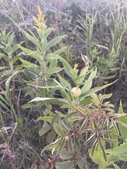Solidago lepida