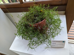 Diplacrum caricinum