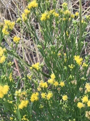 Euthamia occidentalis