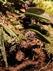 Trichosalpinx memor