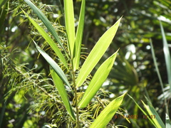 Arundinaria tecta