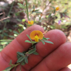 Stylosanthes
