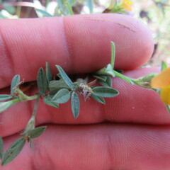Stylosanthes