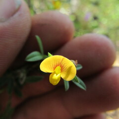 Stylosanthes