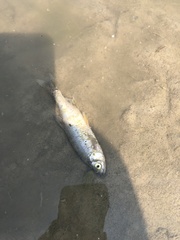 Notemigonus crysoleucas