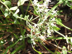 Sericocarpus tortifolius