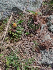 Parodia ottonis