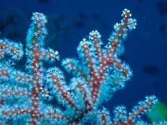 Chironephthya