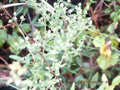 Sericocarpus tortifolius