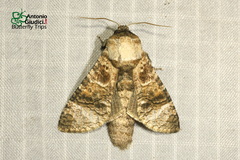 Cossinae