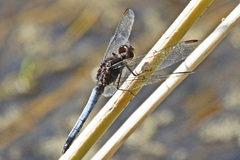Erythrodiplax basifusca