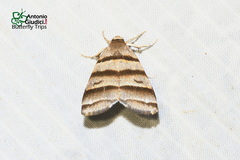 Flammona quadrifasciata