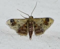 Idaea asceta