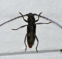 Eburia ovicollis