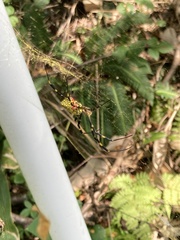 Trichonephila clavata