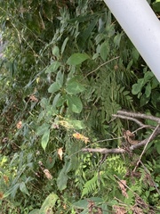 Trichonephila clavata