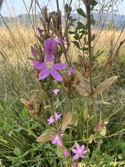 Centaurium erythraea