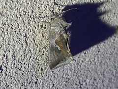 Anagrapha falcifera