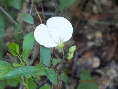 Centrosema arenicola