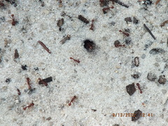 Pogonomyrmex badius