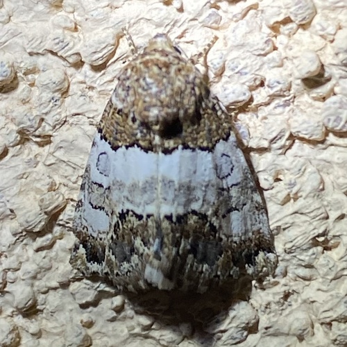 Schinia albafascia photo 2