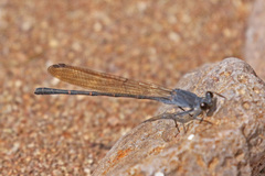 Argia lugens