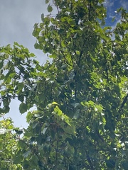 Acer morrisonense