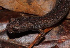 Nototriton brodiei
