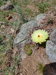 Parodia ottonis