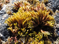 Pelvetiopsis limitata