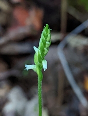 Spiranthes ovalis erostellata