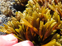 Pelvetiopsis limitata