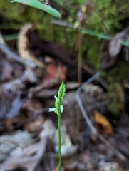 Spiranthes ovalis erostellata