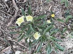 Chamaesaracha edwardsiana