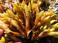 Pelvetiopsis limitata