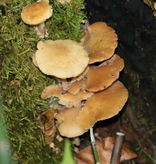 Kuehneromyces marginellus