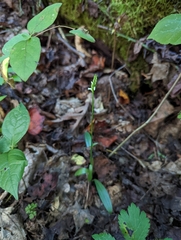 Spiranthes ovalis erostellata