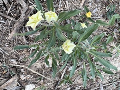 Chamaesaracha edwardsiana