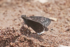 Erynnis tristis