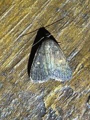 Idia diminuendis